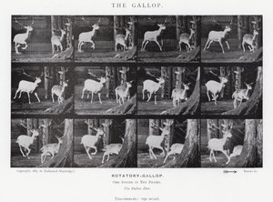 Eadweard Muybridge: The Gallop (m/w kuva) tekijältä Eadweard Muybridge