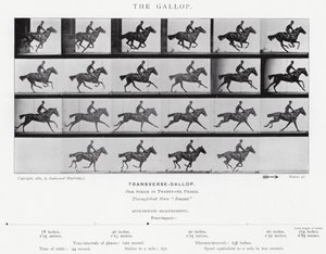 Eadweard Muybridge: The Gallop (m/w kuva) tekijältä Eadweard Muybridge