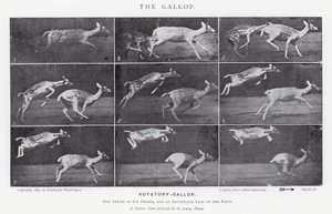 Eadweard Muybridge: The Gallop (m/w kuva) tekijältä Eadweard Muybridge