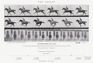 Eadweard Muybridge: The Gallop (m/w kuva) tekijältä Eadweard Muybridge