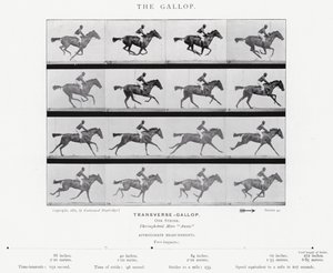 Eadweard Muybridge: The Gallop (m/w kuva) tekijältä Eadweard Muybridge