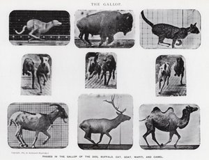 Eadweard Muybridge: The Gallop (m/w kuva) tekijältä Eadweard Muybridge