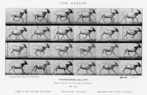 Eadweard Muybridge: The Gallop (m/w kuva) tekijältä Eadweard Muybridge