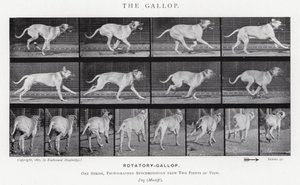 Eadweard Muybridge: The Gallop (m/w kuva) tekijältä Eadweard Muybridge