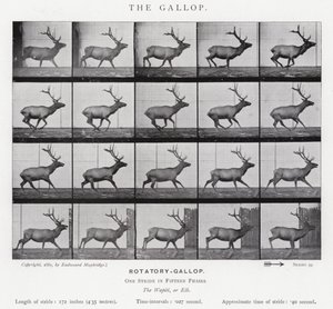 Eadweard Muybridge: The Gallop (m/w kuva) tekijältä Eadweard Muybridge
