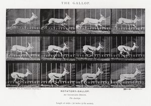 Eadweard Muybridge: The Gallop (m/w kuva) tekijältä Eadweard Muybridge