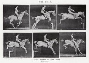 Eadweard Muybridge: The Leap (m/w kuva) tekijältä Eadweard Muybridge