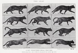 Eadweard Muybridge: The Leap (m/w kuva) tekijältä Eadweard Muybridge