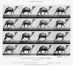 Eadweard Muybridge: The Rack (m/w kuva) tekijältä Eadweard Muybridge