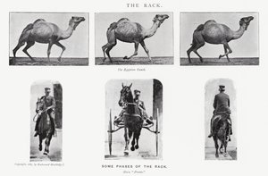 Eadweard Muybridge: Teline tekijältä Eadweard Muybridge