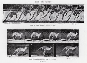Eadweard Muybridge: The Ricochet (m/w kuva) tekijältä Eadweard Muybridge