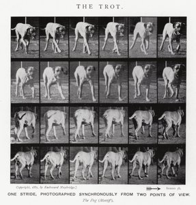 Eadweard Muybridge: The Trot (m/w kuva) tekijältä Eadweard Muybridge