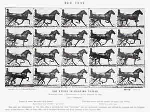 Eadweard Muybridge: The Trot (m/w kuva) tekijältä Eadweard Muybridge
