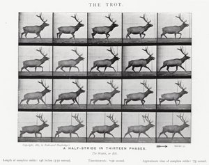 Eadweard Muybridge: The Trot (m/w kuva) tekijältä Eadweard Muybridge