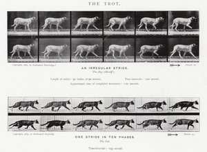 Eadweard Muybridge: The Trot (m/w kuva) tekijältä Eadweard Muybridge
