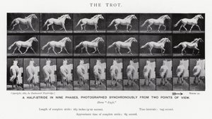 Eadweard Muybridge: The Trot (m/w kuva) tekijältä Eadweard Muybridge