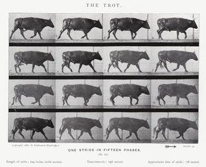 Eadweard Muybridge: The Trot (m/w kuva) tekijältä Eadweard Muybridge