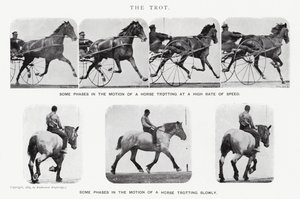 Eadweard Muybridge: The Trot (m/w kuva) tekijältä Eadweard Muybridge