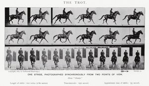 Eadweard Muybridge: The Trot (m/w kuva) tekijältä Eadweard Muybridge