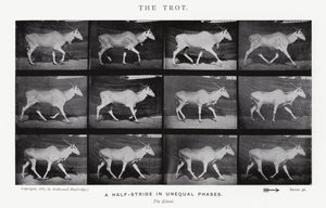 Eadweard Muybridge: The Trot (m/w kuva) tekijältä Eadweard Muybridge