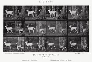 Eadweard Muybridge: The Trot (m/w kuva) tekijältä Eadweard Muybridge