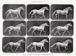 Eadweard Muybridge: Ravi tekijältä Eadweard Muybridge