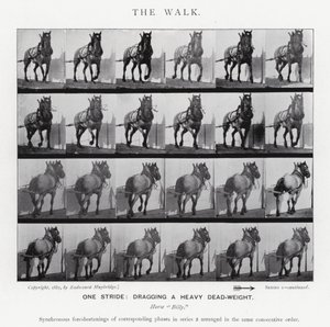 Eadweard Muybridge: The Walk (m/w kuva) tekijältä Eadweard Muybridge