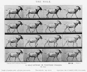 Eadweard Muybridge: The Walk (m/w kuva) tekijältä Eadweard Muybridge