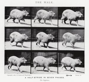Eadweard Muybridge: The Walk (m/w kuva) tekijältä Eadweard Muybridge
