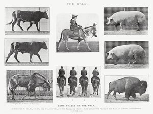 Eadweard Muybridge: The Walk (m/w kuva) tekijältä Eadweard Muybridge