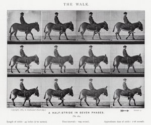 Eadweard Muybridge: The Walk (m/w kuva) tekijältä Eadweard Muybridge