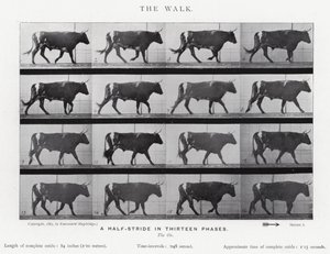 Eadweard Muybridge: The Walk (m/w kuva) tekijältä Eadweard Muybridge