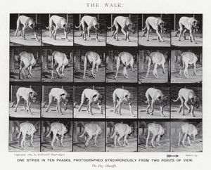 Eadweard Muybridge: The Walk (m/w kuva) tekijältä Eadweard Muybridge