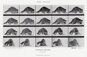 Eadweard Muybridge: The Walk (m/w kuva) tekijältä Eadweard Muybridge