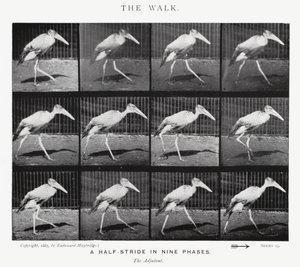 Eadweard Muybridge: The Walk (m/w kuva) tekijältä Eadweard Muybridge