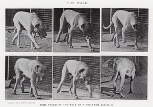 Eadweard Muybridge: The Walk (m/w kuva) tekijältä Eadweard Muybridge