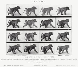 Eadweard Muybridge: The Walk (m/w kuva) tekijältä Eadweard Muybridge
