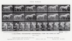 Eadweard Muybridge: The Walk (m/w kuva) tekijältä Eadweard Muybridge