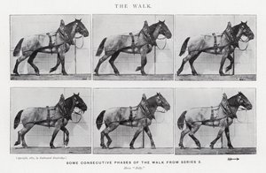Eadweard Muybridge: The Walk (m/w kuva) tekijältä Eadweard Muybridge