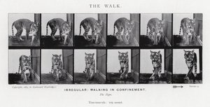 Eadweard Muybridge: The Walk (m/w kuva) tekijältä Eadweard Muybridge