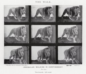Eadweard Muybridge: The Walk (m/w kuva) tekijältä Eadweard Muybridge