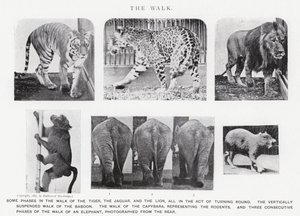 Eadweard Muybridge: The Walk (m/w kuva) tekijältä Eadweard Muybridge