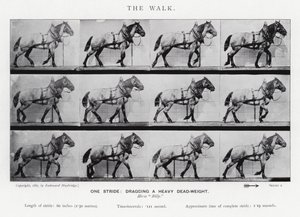 Eadweard Muybridge: Kävely tekijältä Eadweard Muybridge