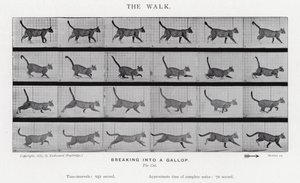 Eadweard Muybridge: Kävely tekijältä Eadweard Muybridge