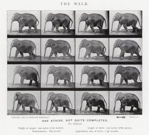 Eadweard Muybridge: Kävely tekijältä Eadweard Muybridge
