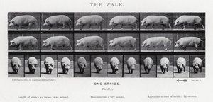 Eadweard Muybridge: Kävely tekijältä Eadweard Muybridge