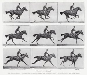 Eadweard Muybridge: Transverse-Gallop (m/w kuva) tekijältä Eadweard Muybridge