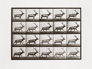 Elk, levy 692, Animal Locomotion, 1887 tekijältä Eadweard Muybridge