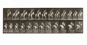 Ratsastava hevonen ja ratsastaja, levy 635 teoksesta Animal Locomotion, 1887. tekijältä Eadweard Muybridge