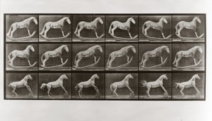 Horse on Rockers ja Horse Rolling a Barrel, levy 649, Animal Locomotion, 1887 tekijältä Eadweard Muybridge